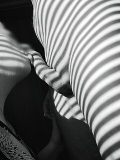 Członek zebra 🦓😁😉😁🤣🤣😂