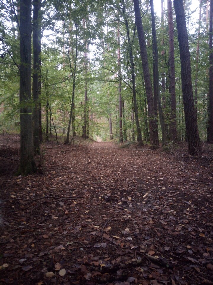 IMG_20210918_171200.jpg - TeoffilFIUT