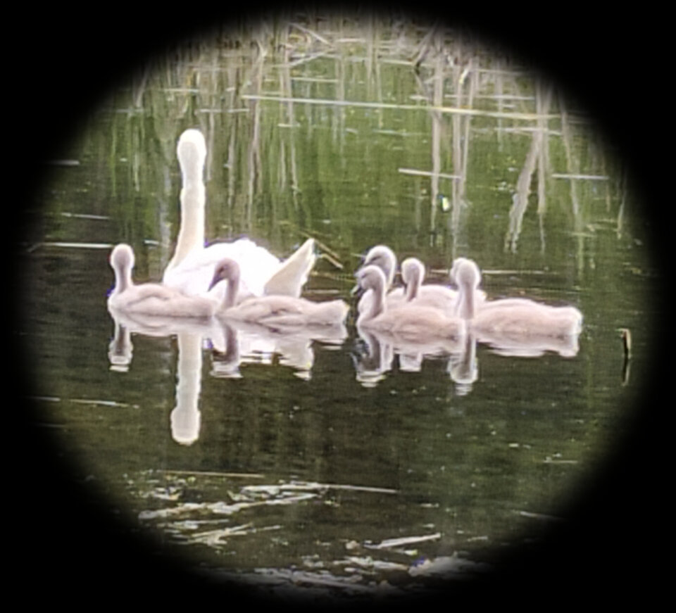 Czerwiec 2022 Z.Z. - IrPKIr