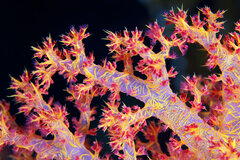 Dendronephthya.jpg