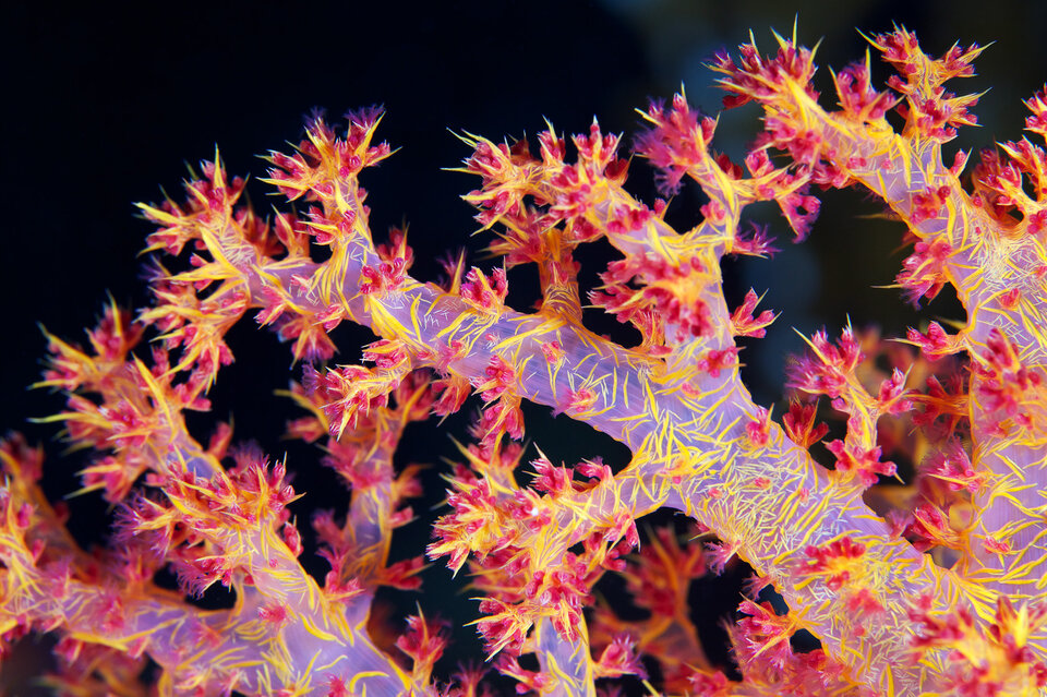 Dendronephthya.jpg - wildcreatures