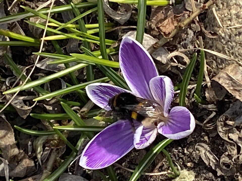 Kfiatek.jpeg - Sexoludy