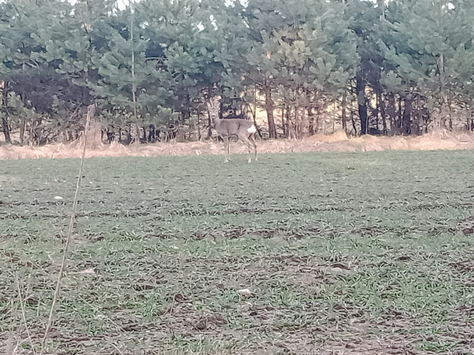 IMG20230321162504.jpg - lookin_