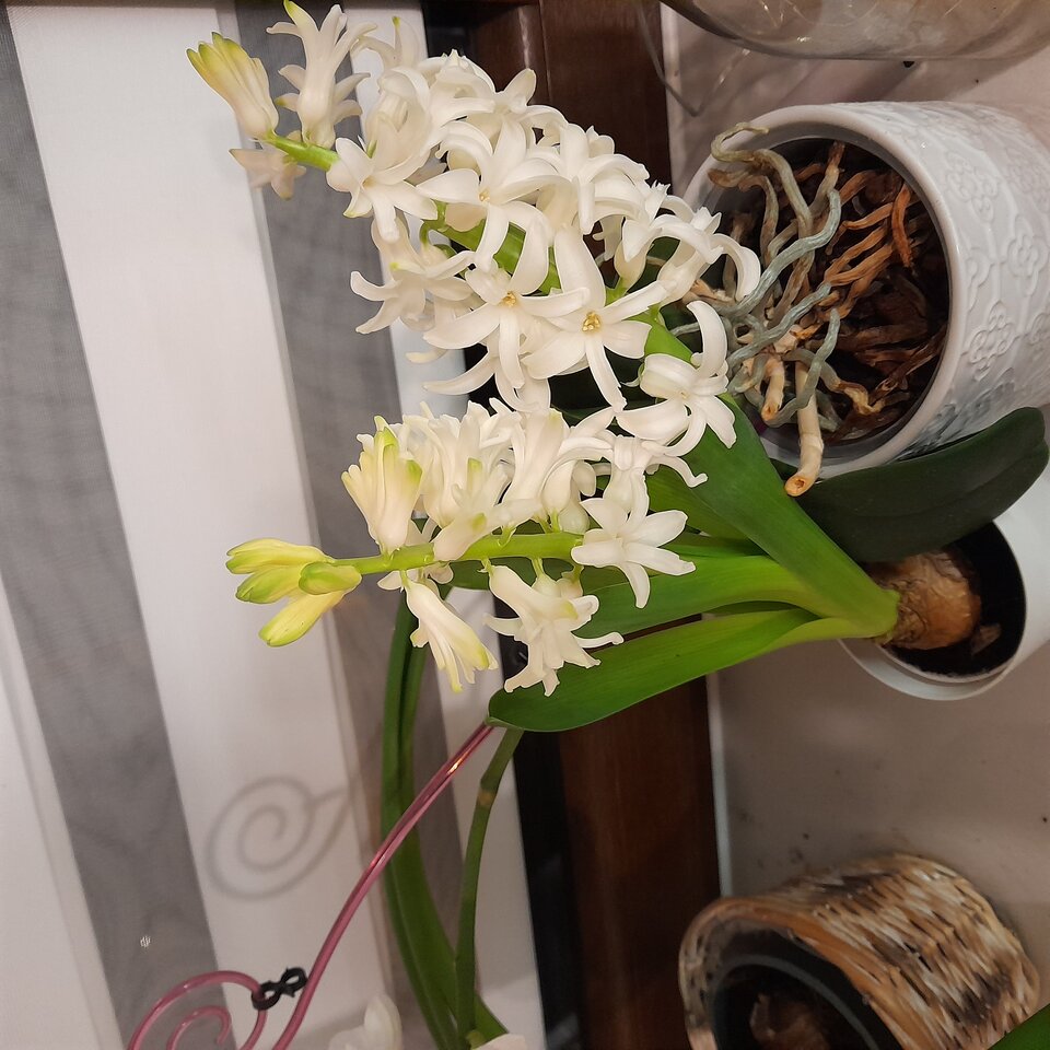 20230323_193837.jpg - 2205JOGI