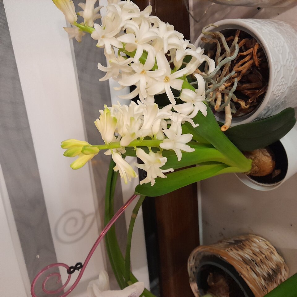 20230323_193834.jpg - 2205JOGI