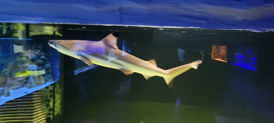 20220723_184716.jpg - pepe677