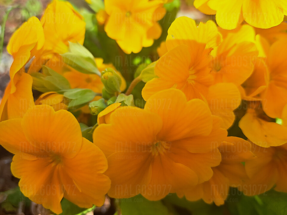 20230410_142858.jpg - malgos1972