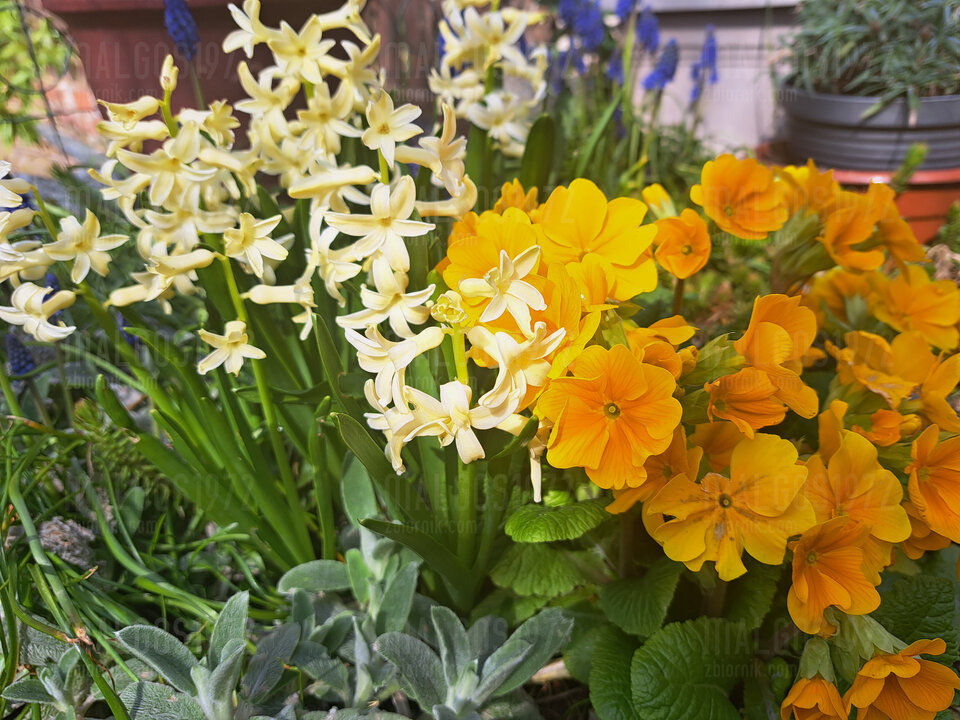 20230410_142853.jpg - malgos1972