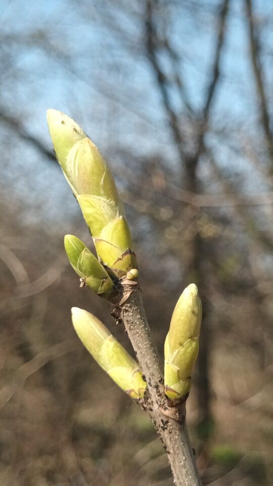 Bez komentarza - Voyager07