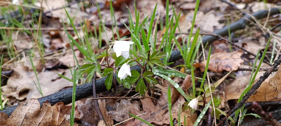 IMG_20230413_095522.jpg - zobaczyc92