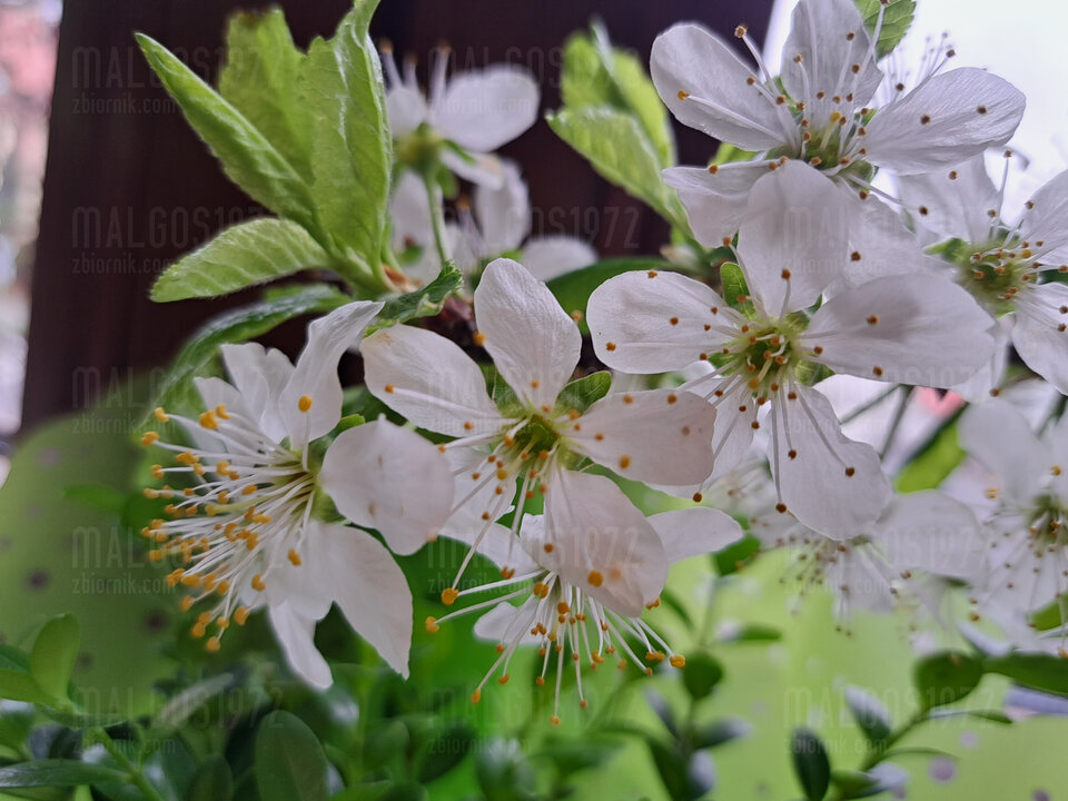 20230414_115509.jpg - malgos1972