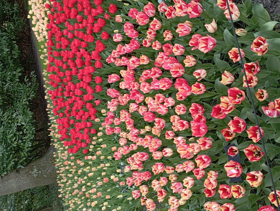 IMG_20230414_133056.jpg - 19slaw79