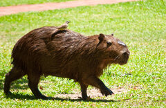 Capybara_with_its_Cattle_Tyrant,_Esteros_Del_Ibera,_Corrientes,_