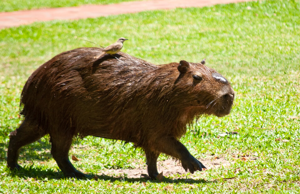 Capybara_with_its_Cattle_Tyrant,_Esteros_Del_Ibera,_Corrientes,_ - typekztypek