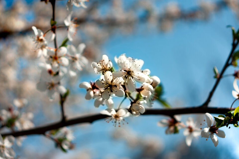 IMG_4658.JPG - Roscoo