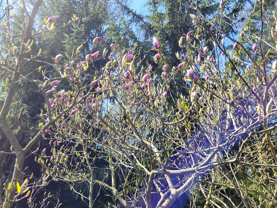 Wiosna :).jpg - Slodki_pieszczoch