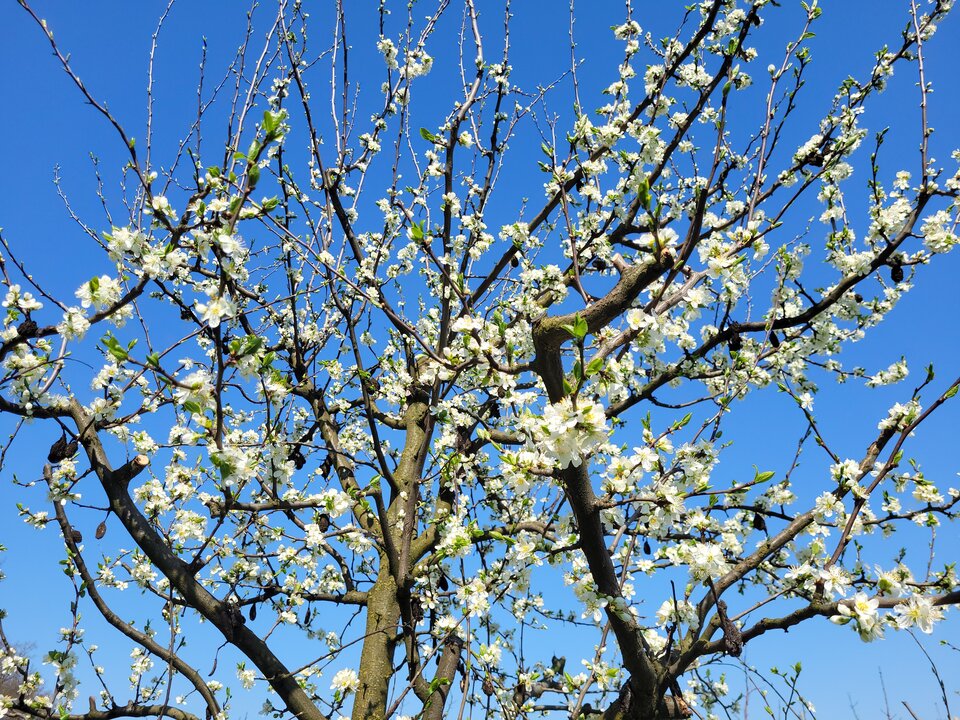 16822542390792014541671058483903.jpg - Slodki_pieszczoch