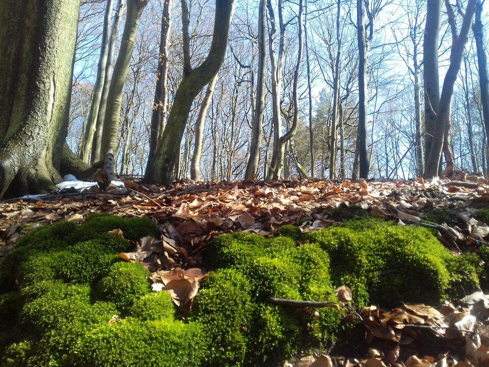 20180402_130835.jpg - torii99