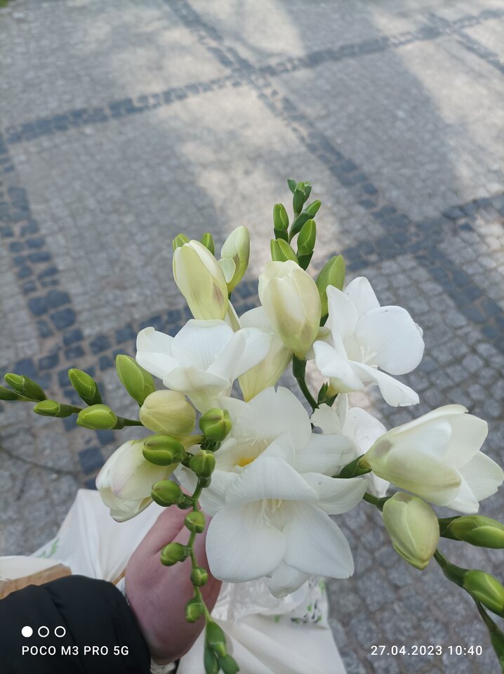 IMG_20230427_104003.jpg - Niunka150990