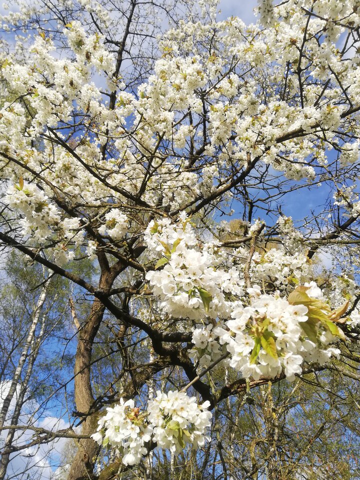 IMG_20230427_182345.jpg - torii99
