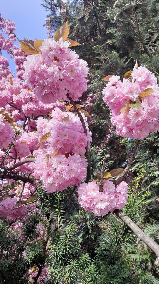 Rajska jabłoń.jpg - Wiktoria7777