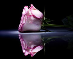 HD-wallpaper-sexy-love-rose-rose-flower-sexy-rose-reflection-pin