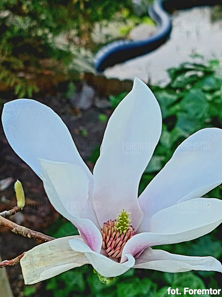 20230422_150738.jpg - foremtor