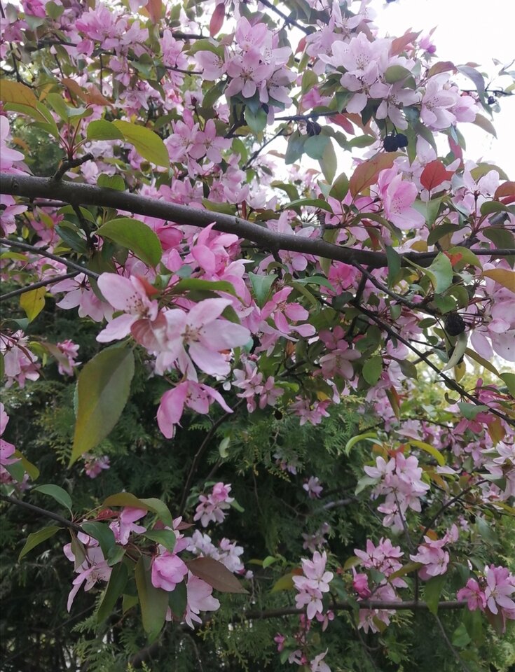 Screenshot_20230503_104046.jpg - Syzyf81