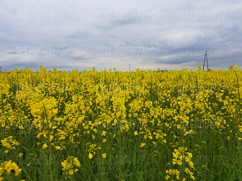 20230507_171443.jpg - malgos1972