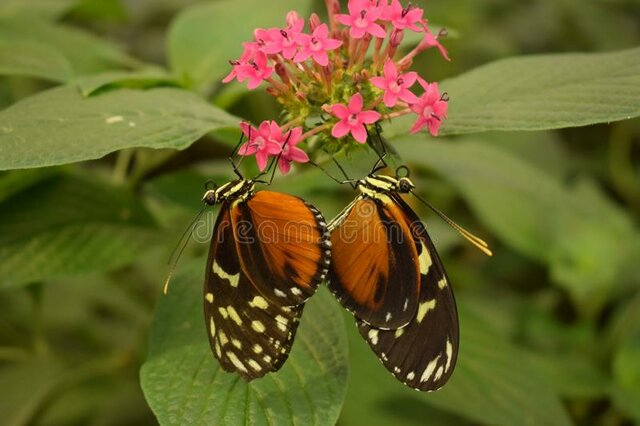 butterflies2