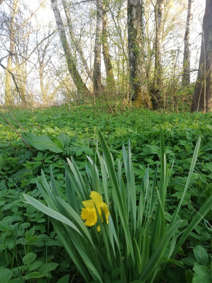 IMG_20230427_185537.jpg - torii99