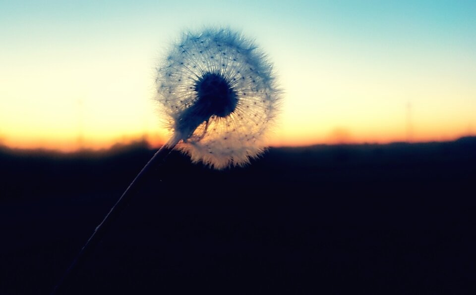 Dmuchawce, latawce, wiatr... - Kropeczka_80