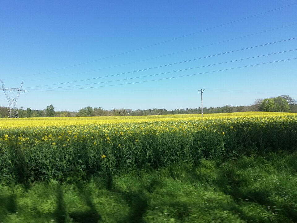 IMG_20230507_130753.jpg - torii99