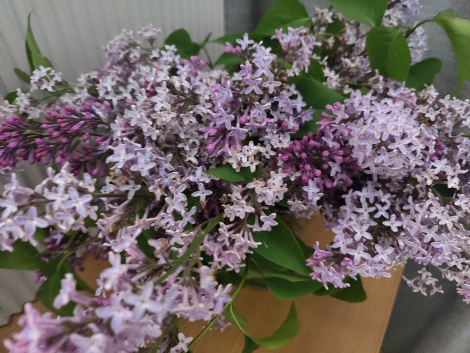 Bzik.jpg - duet_2020