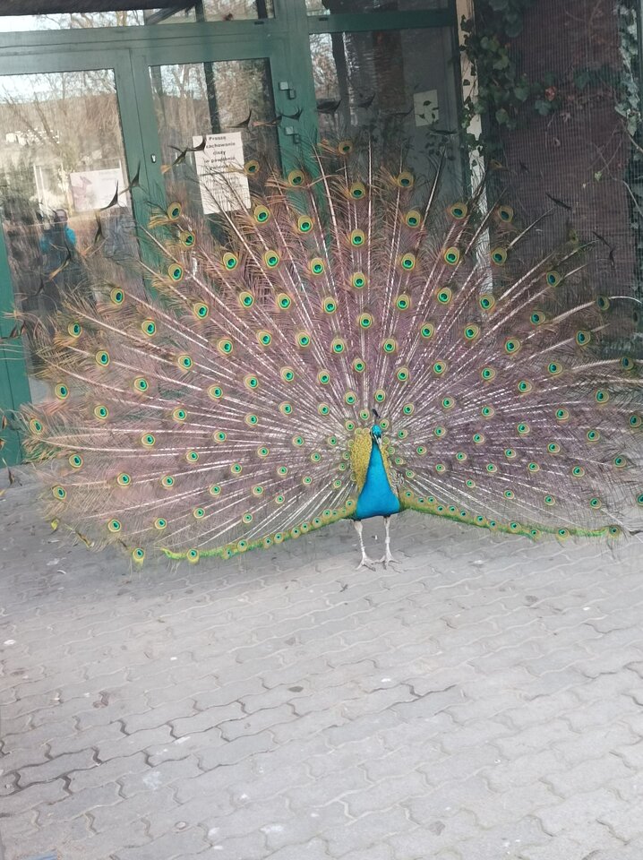 IMG_20220308_152257.jpg - Lodzwysoki52