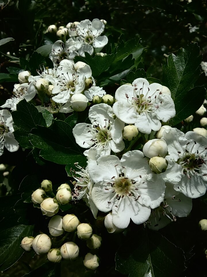 IMG_20230513_160026.jpg - Spragnionyciebie1986