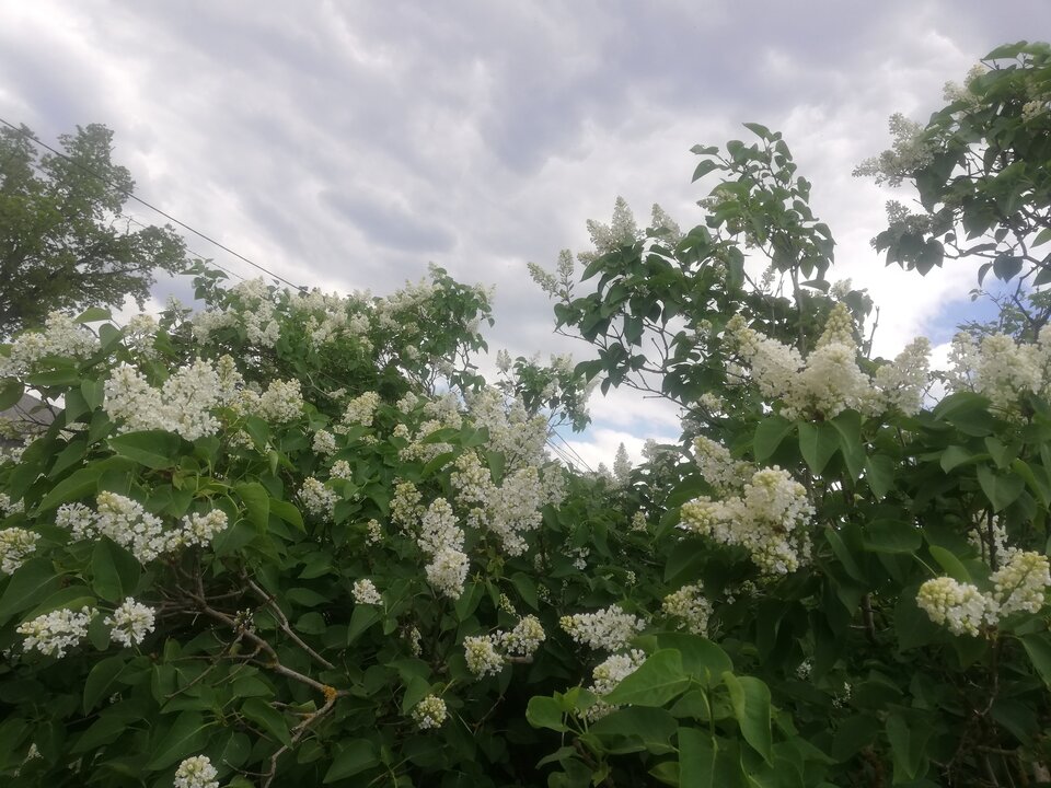 IMG_20230513_140633.jpg - torii99