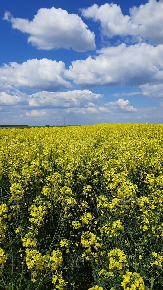 Kwitnący rzepak.jpg - Wiktoria7777