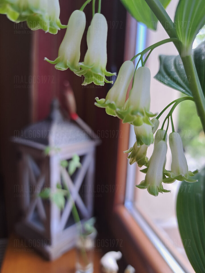 20230514_140941.jpg - malgos1972