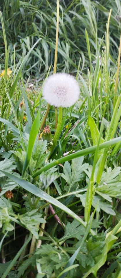 _191927543760514.jpeg - banalna