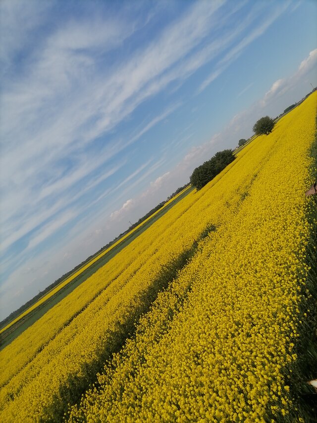 Rolnikk