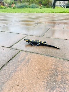 IMG_7561.jpeg