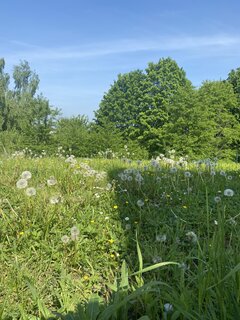IMG_0856.jpeg