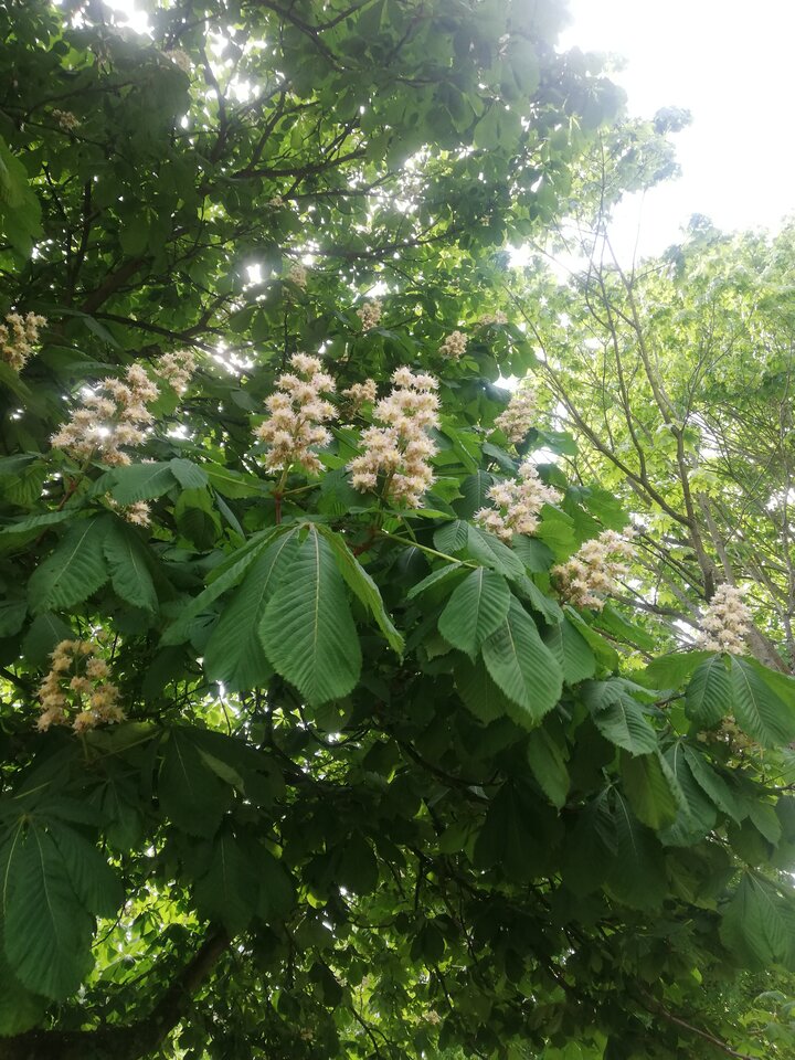 IMG_20230520_143424.jpg - torii99