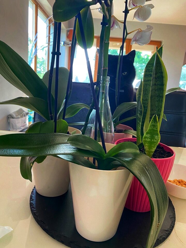 IMG_0935.jpeg - serialowapara19782