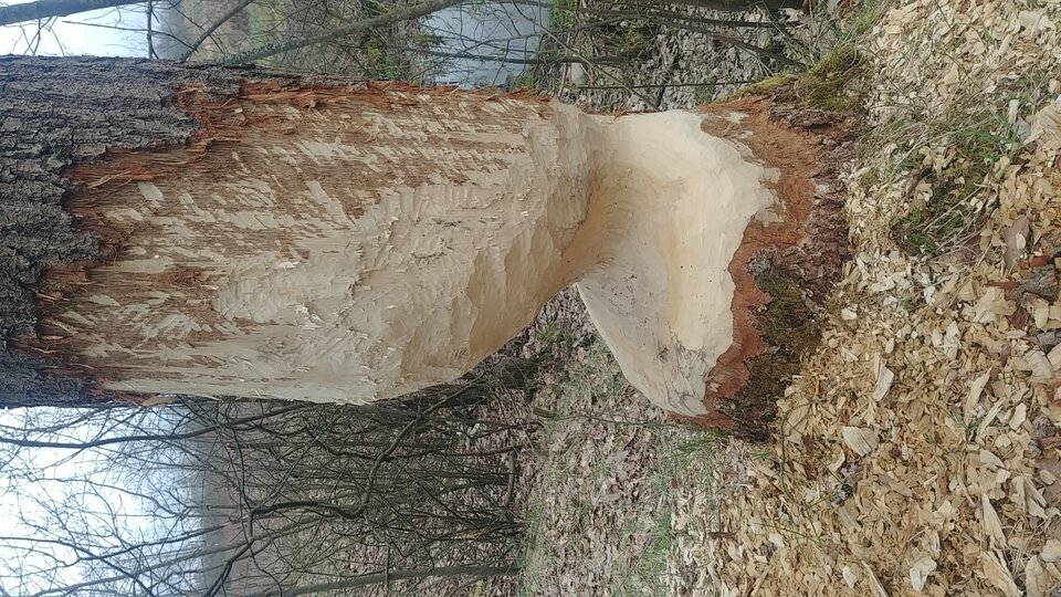 20230402_165308_HDR.jpg - Cichutenki40