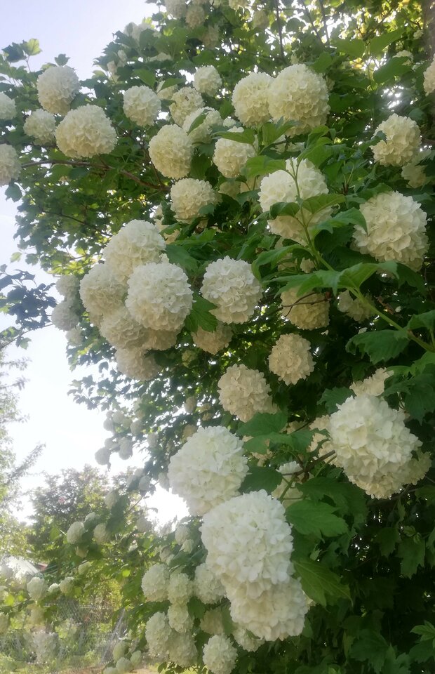 IMG_20230522_104322 (2).jpg - torii99