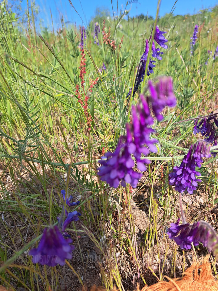 20230528_152601.jpg - malgos1972