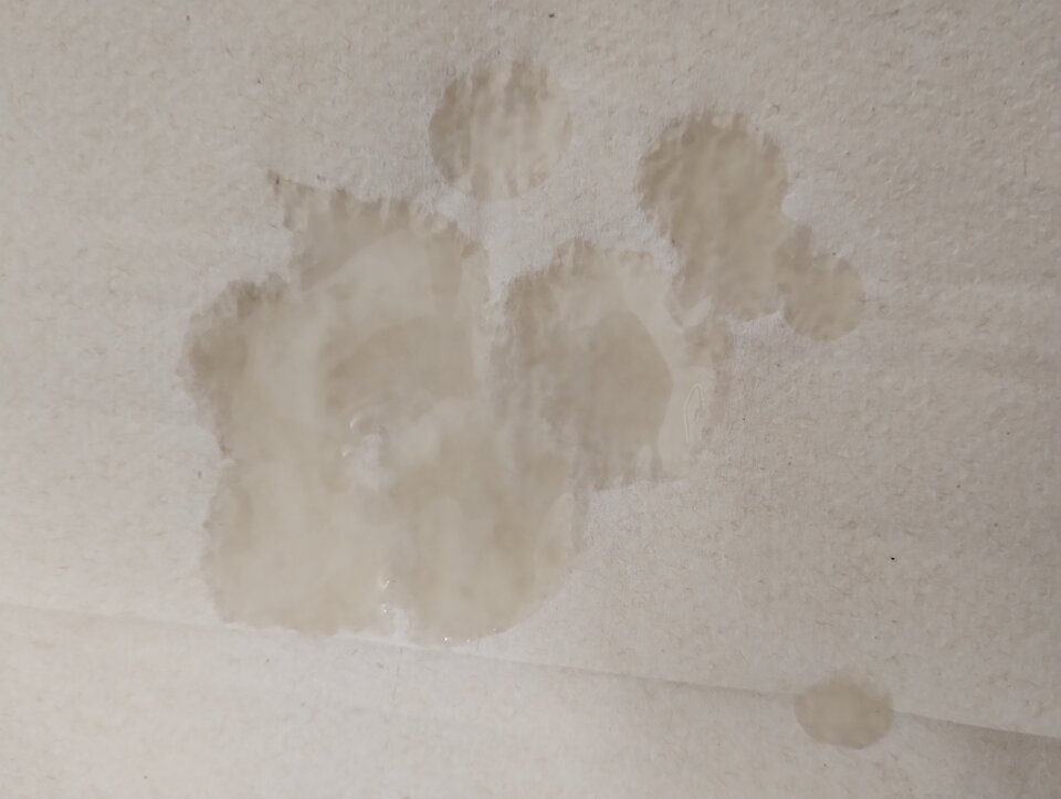 IMG_20230531_000111202.jpg - dawcarozkoszy84sprawdzto