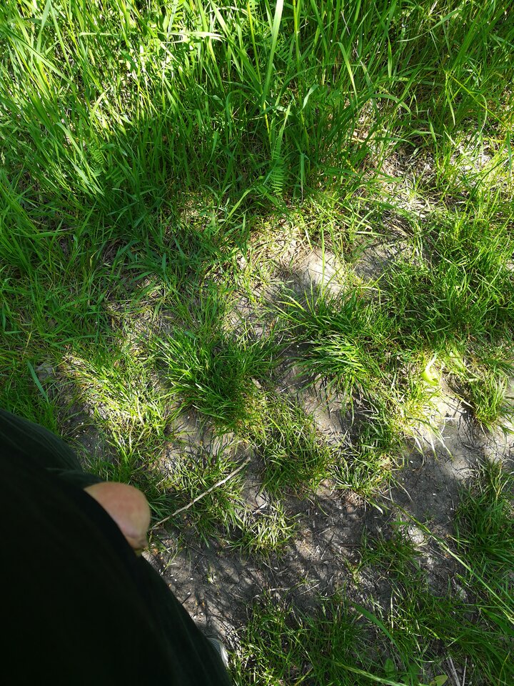 1685628183077131689424.jpg - Swietlik74